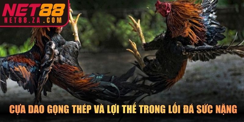 Cựa dao gọng thép và lợi thế trong lối đá sức nặng