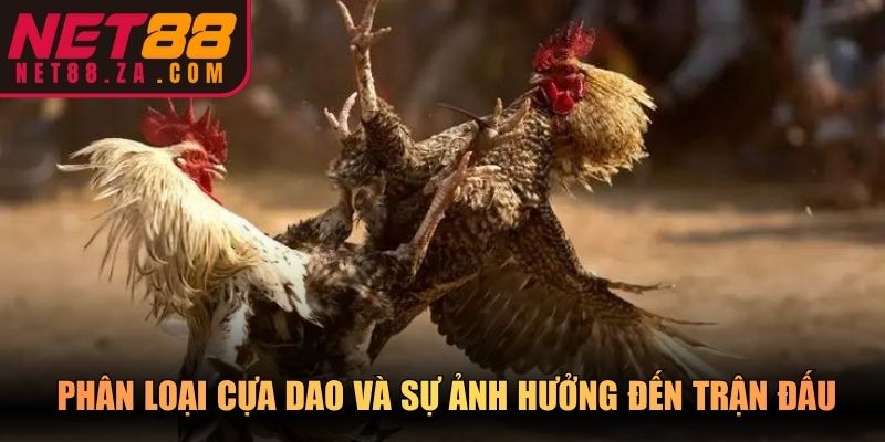 Phân loại cựa dao và sự ảnh hưởng đến trận đấu