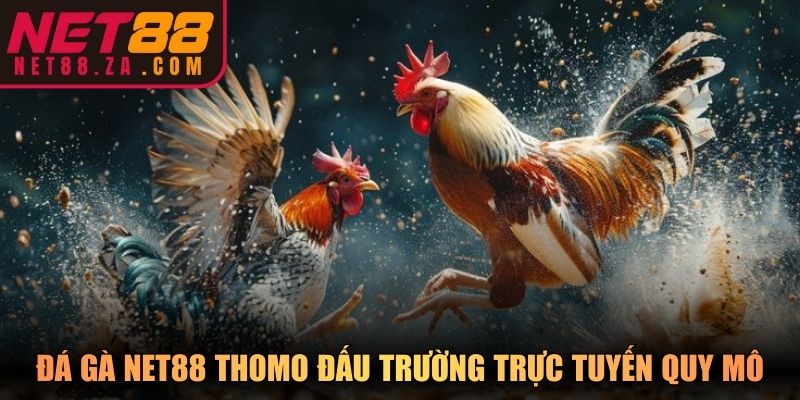Đá gà Net88 Thomo đấu trường trực tuyến quy mô