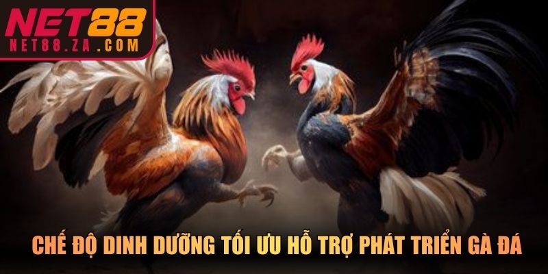 Chế độ dinh dưỡng tối ưu hỗ trợ phát triển gà đá