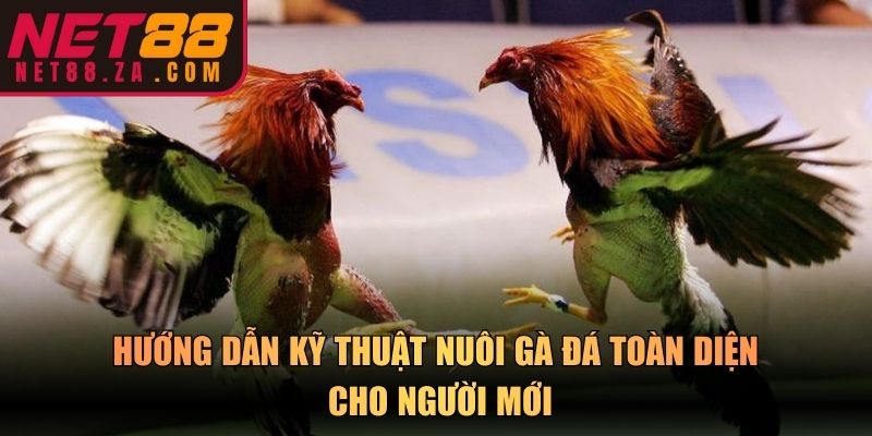 Hướng dẫn kỹ thuật nuôi gà đá toàn diện cho người mới