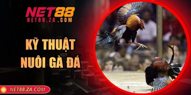 Kỹ Thuật Nuôi Gà Đá - Net88 Hướng Dẫn Chi Tiết Từ A - Z